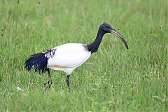 African Sacred Ibis